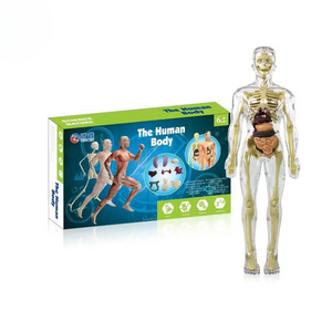 Human Anatomy – Lernen & Entdecken – Modellbausatz des menschlichen Körpers