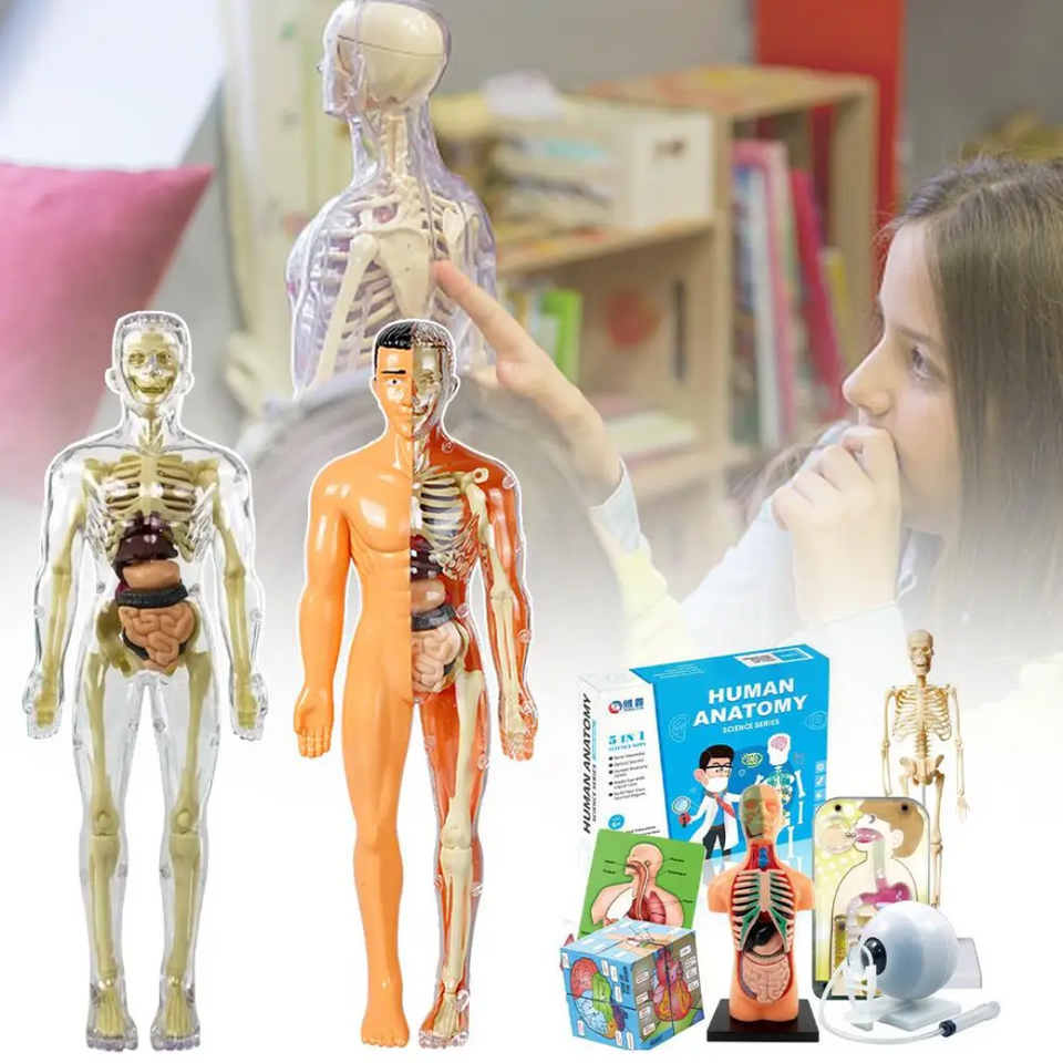 Human Anatomy – Lære og opdage – Modelkit af menneskekroppen