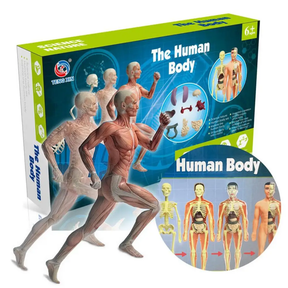 Human Anatomy – Lære og opdage – Modelkit af menneskekroppen
