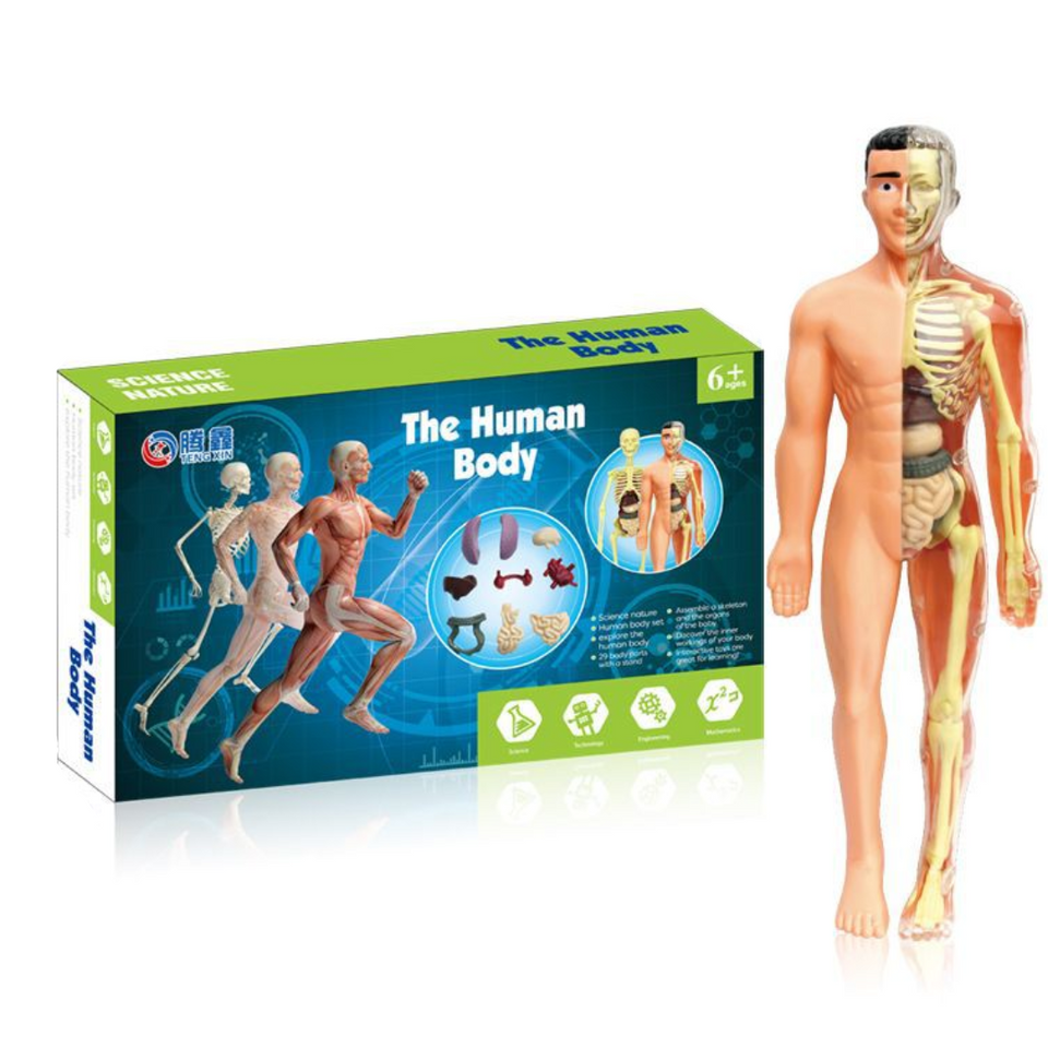 Human Anatomy – Lernen & Entdecken – Modellbausatz des menschlichen Körpers