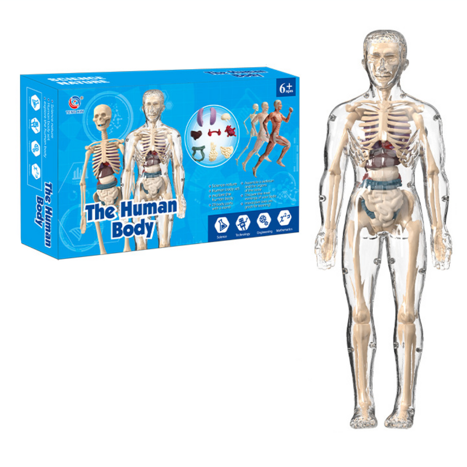 Human Anatomy – Lære og opdage – Modelkit af menneskekroppen