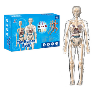 Human Anatomy – Lernen & Entdecken – Modellbausatz des menschlichen Körpers