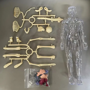 Human Anatomy – Lernen & Entdecken – Modellbausatz des menschlichen Körpers