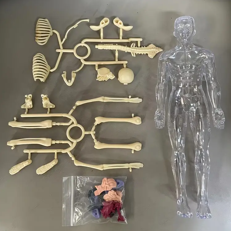 Human Anatomy – Lernen & Entdecken – Modellbausatz des menschlichen Körpers